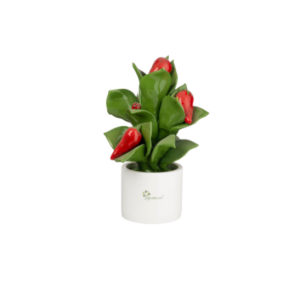 Gli Alberelli – Pianta media – Peperoncino