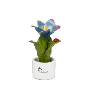 Gli Alberelli – Piantina Frangipane 6x14cm  Profumatore Multicolor