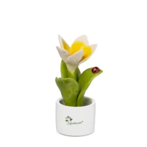 Gli Alberelli – Piantina Frangipane 6x14cm  Profumatore Bianco-Giallo